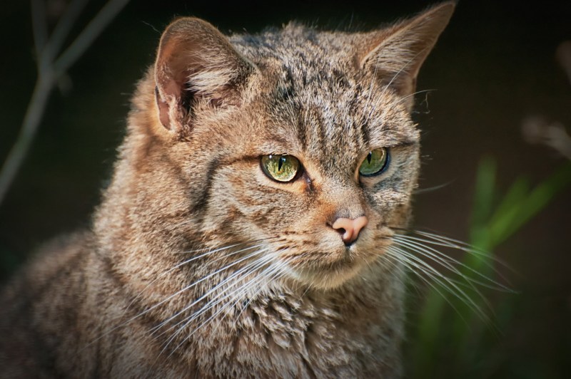 Среднеевропейский Лесной кот