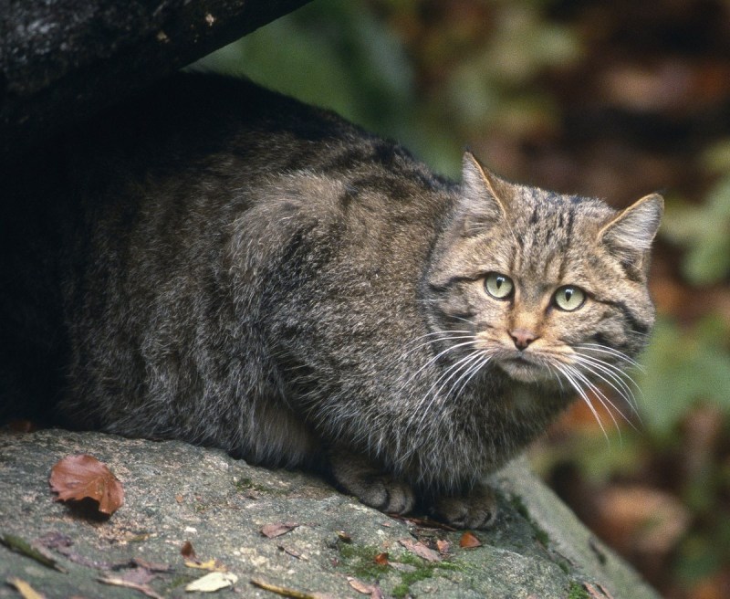 Европейский Лесной кот камышовый