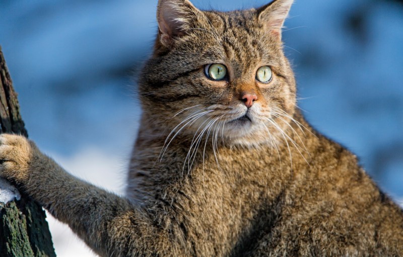 Лесной кот