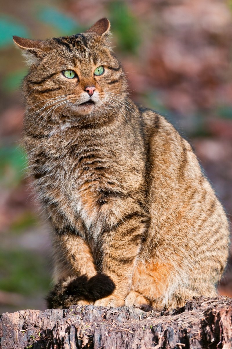 Коты HEIF