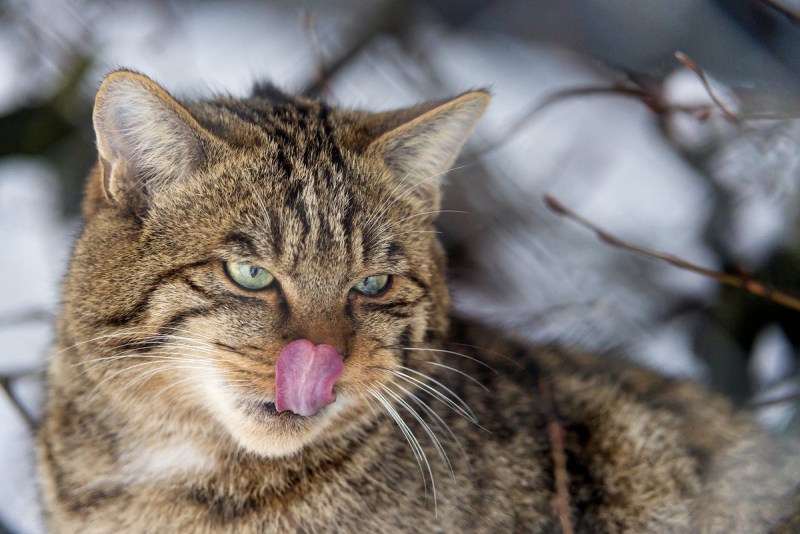 Шотландская Лесная кошка