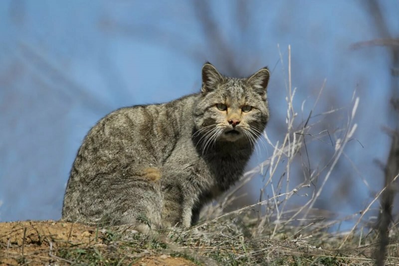 Лесной кот Felis Silvestris