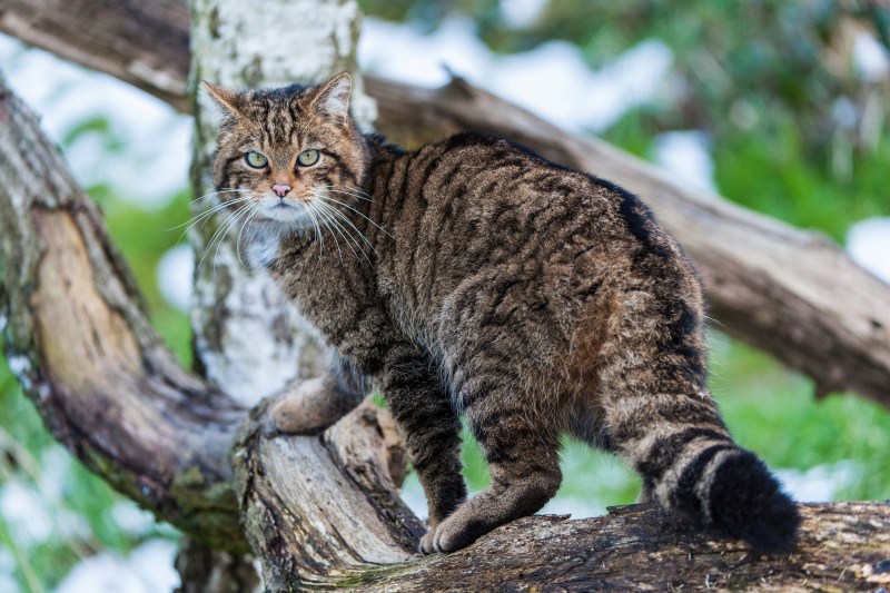 Европейский Лесной кот камышовый