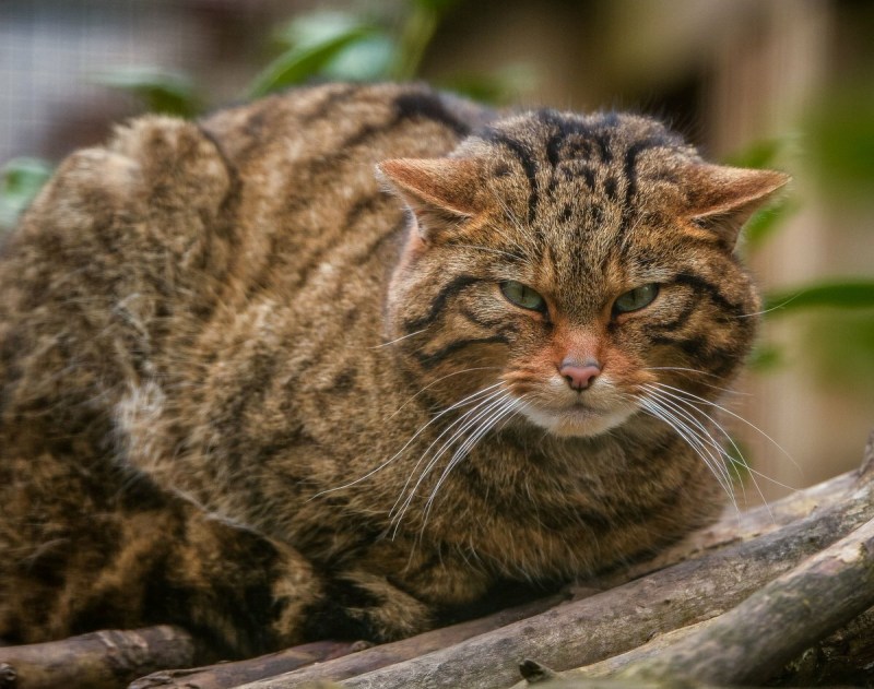 Европейская Дикая Лесная кошка