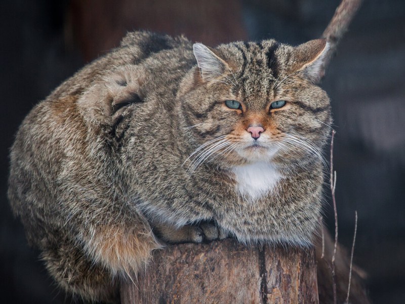 Сибирский дикий Лесной кот