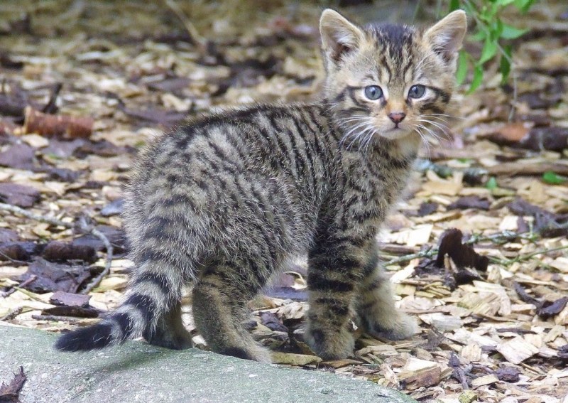 Европейский дикий Лесной кот