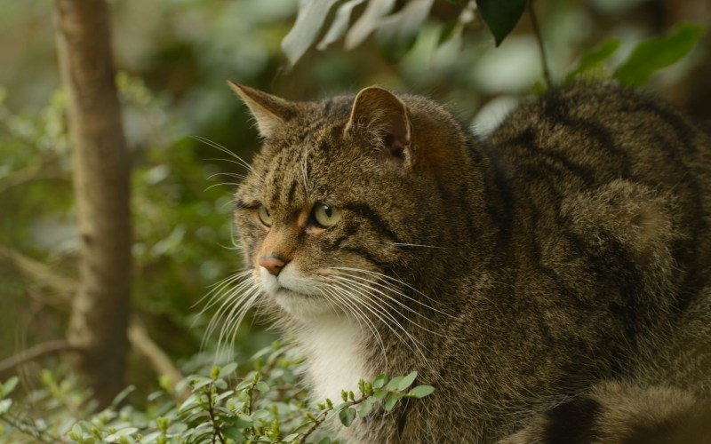 Кавказская Лесная кошка Felis Silvestris Caucasica