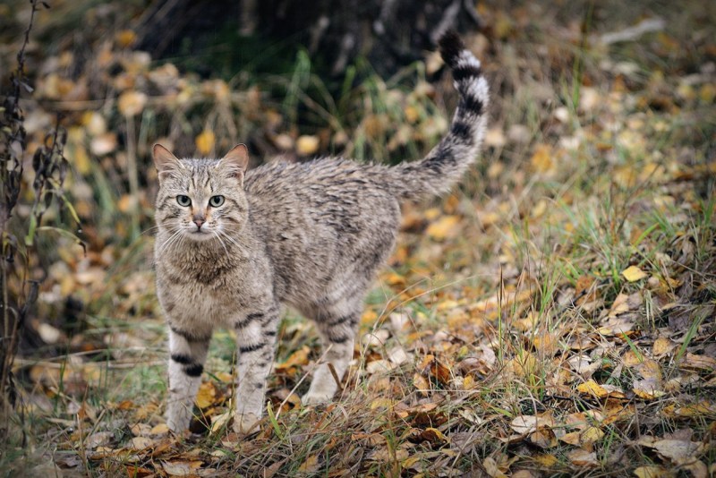Британский Лесной кот