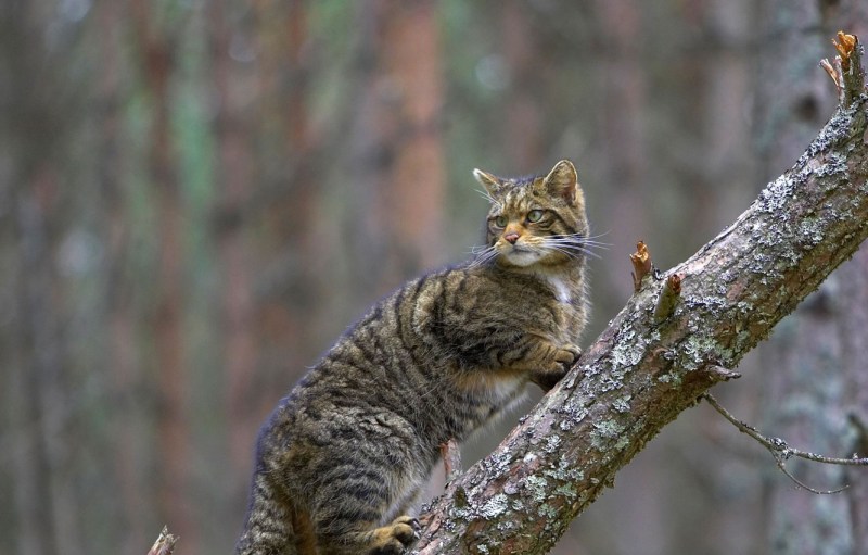 Австралийский дикий кот