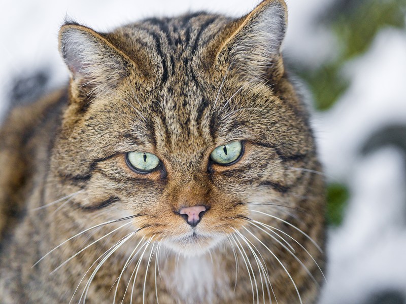 Дикая Лесная кошка