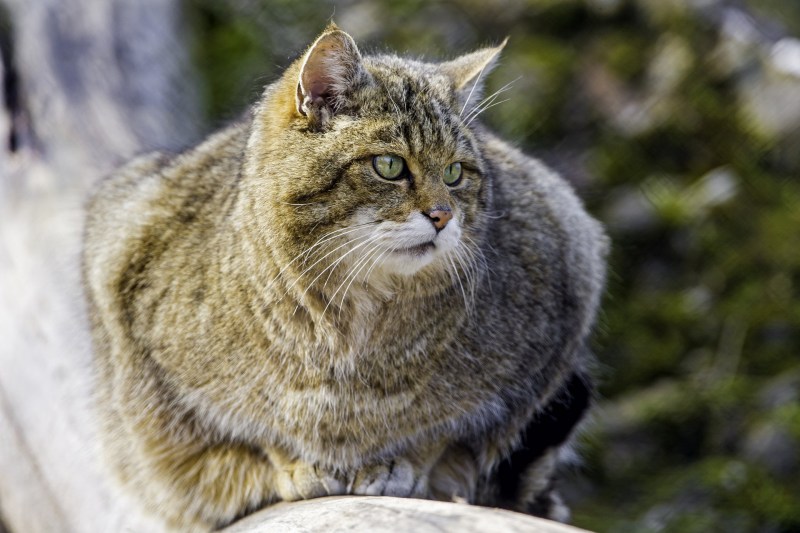 Европейский Лесной кот камышовый