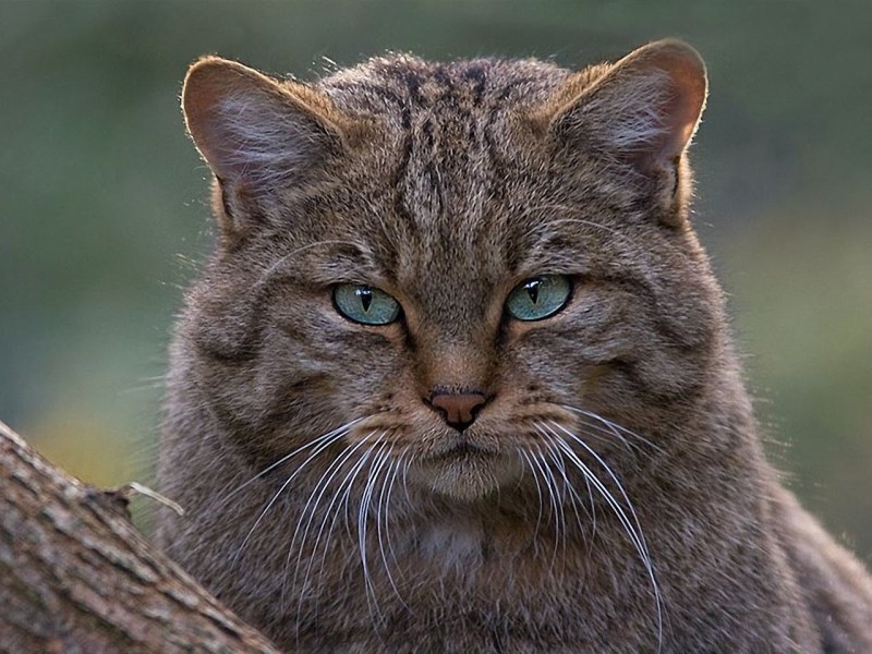 Европейский Лесной кот камышовый