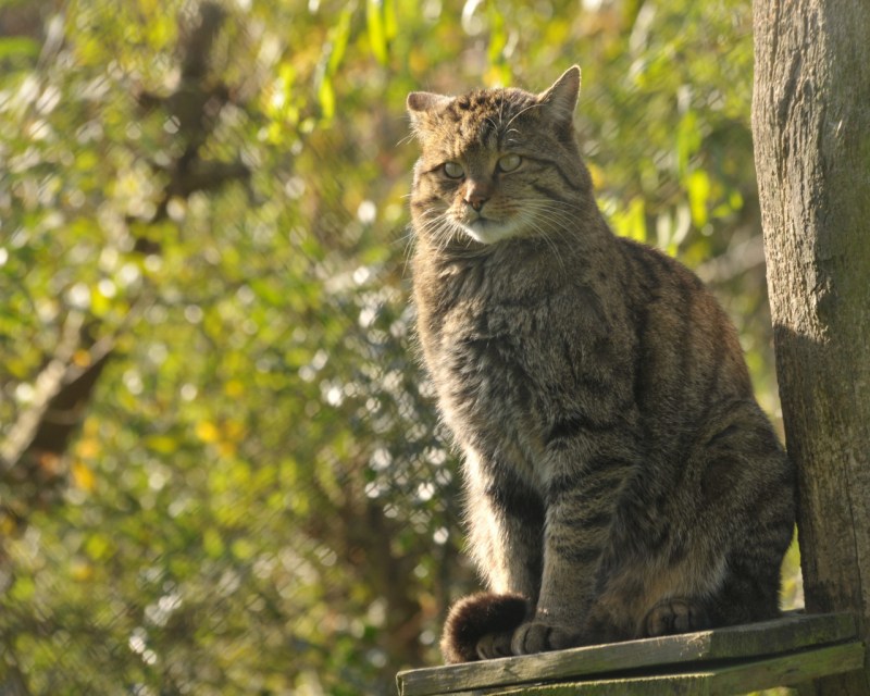 Шотландский дикий Лесной кот