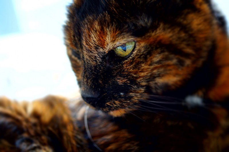Кот черепахового окраса самец