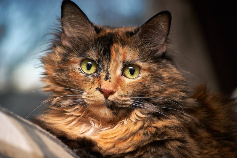 Tortoiseshell Cat порода