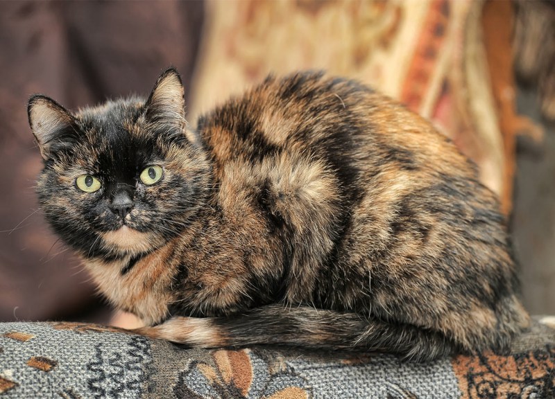 Черепаховая кошка