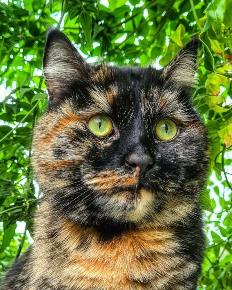 Трехшерстная кошка