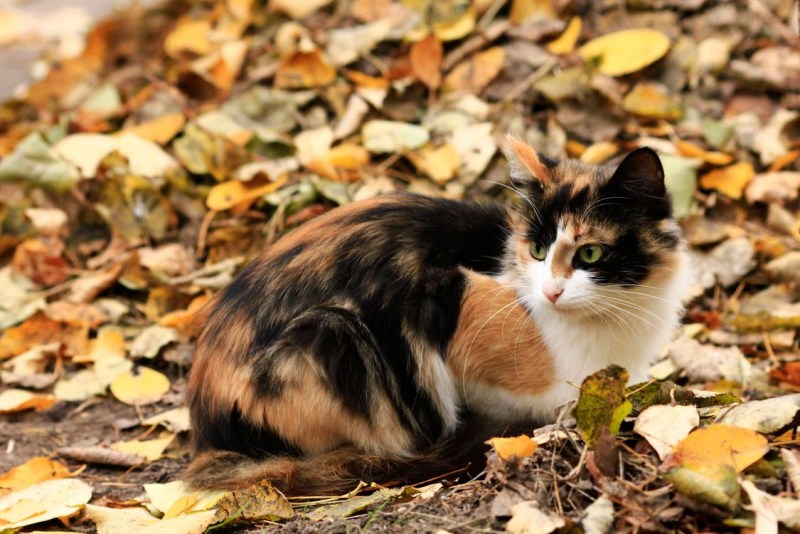 Черепаховая кошка