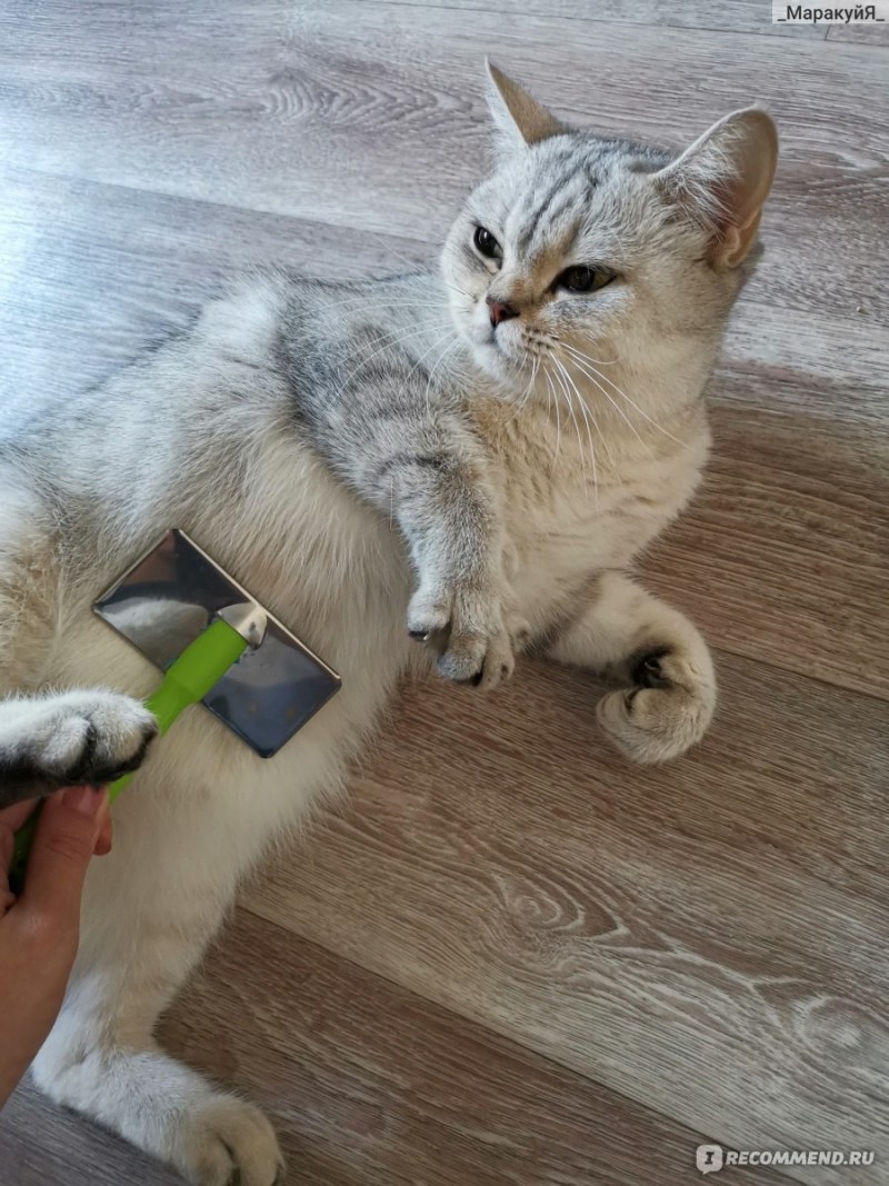 Кошачий подшерсток