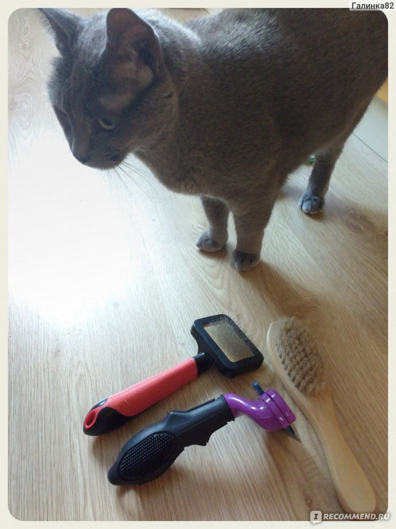 Вычесывание кошек