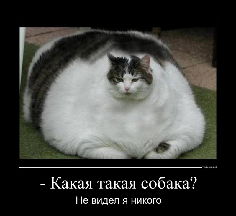 Самый толстый кот в мире