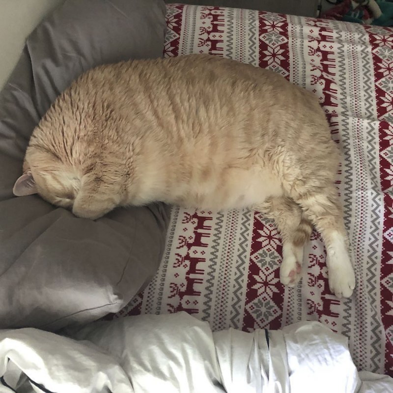 Милые толстые котики