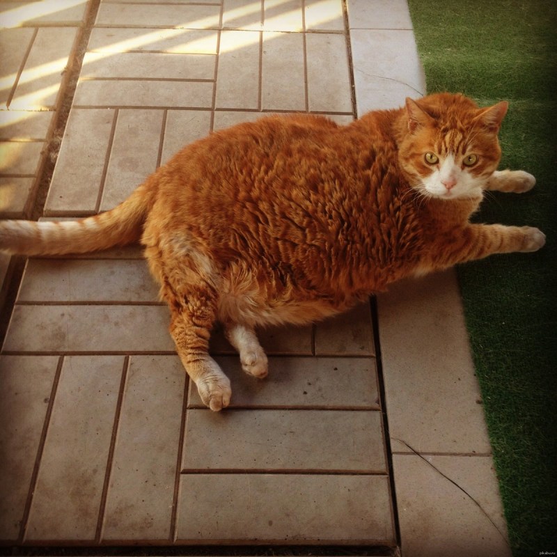 Жирные коты