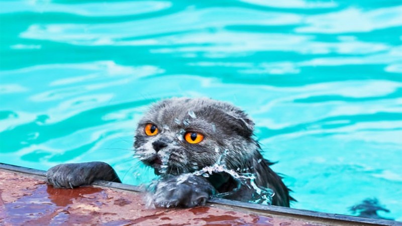 Коты в воде