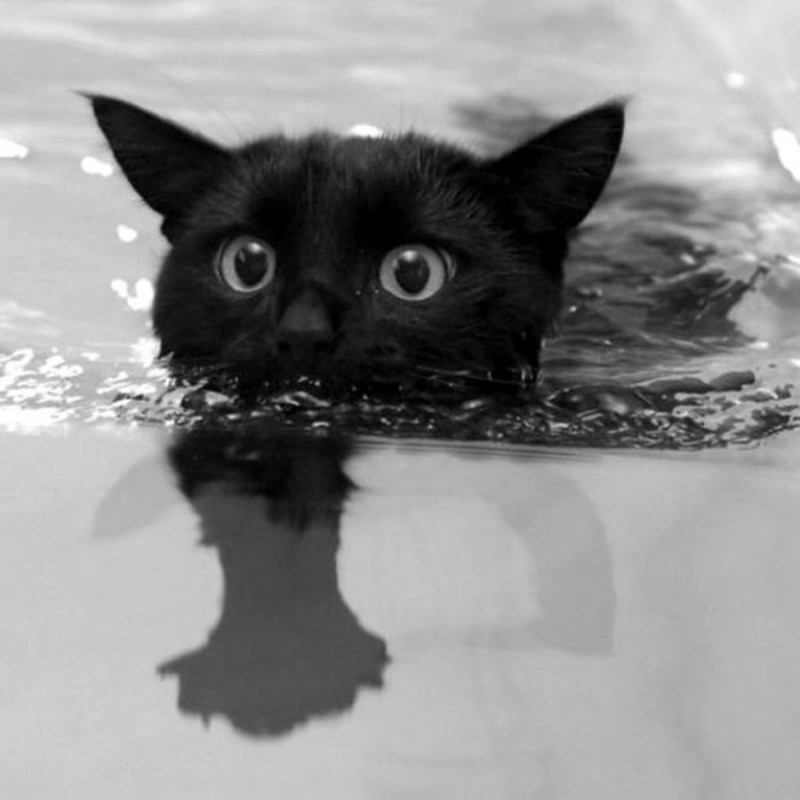 Котенок плавает
