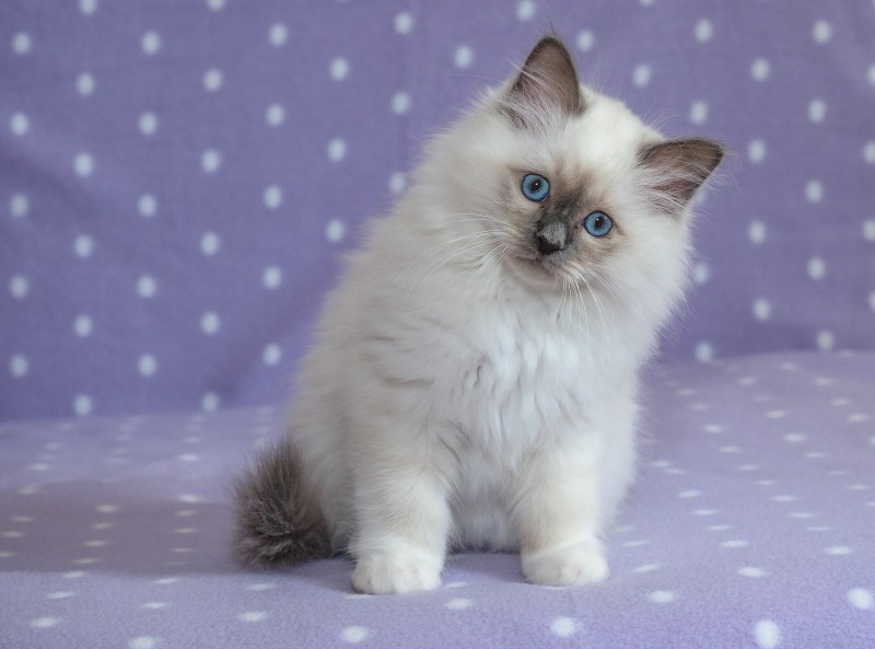 Котята породы Рэгдолл