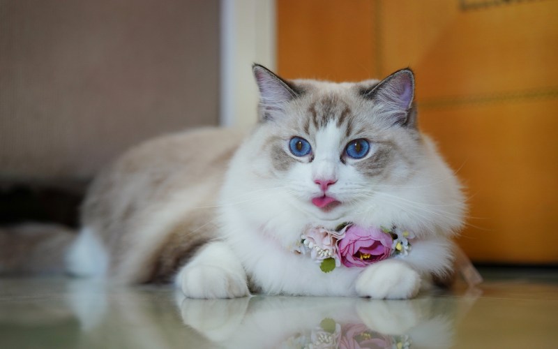 Кот Рэгдолл