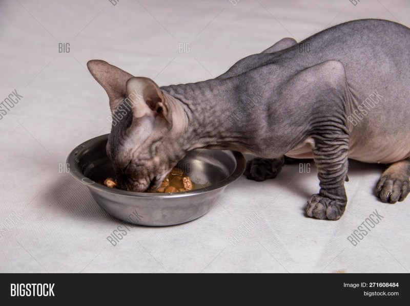Кот сфинкс ест
