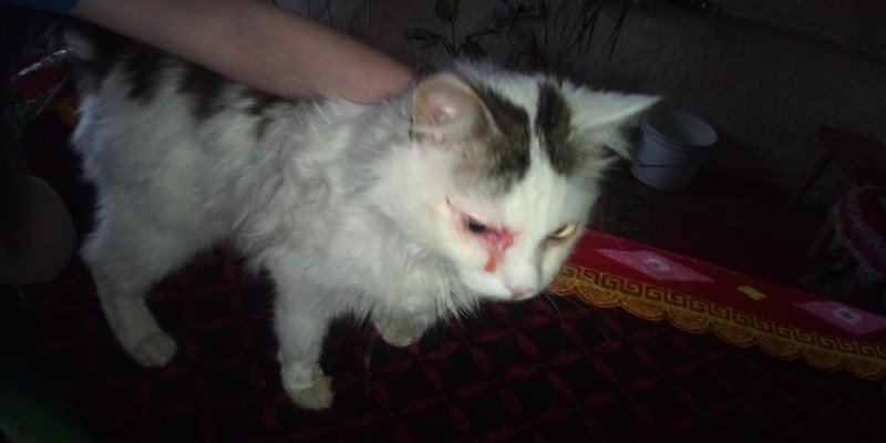Коты после драки с котом
