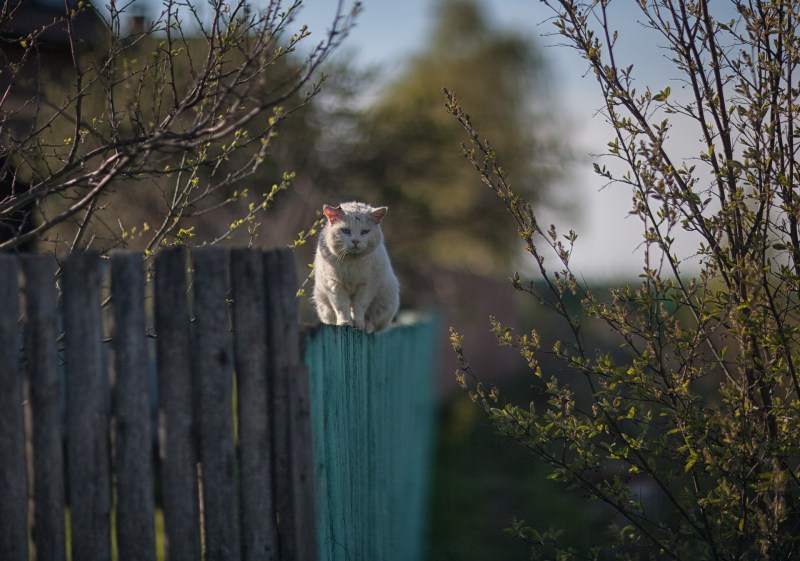 Собаки коты демотиватор
