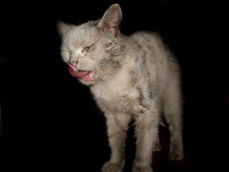 Кот бойцовской породы