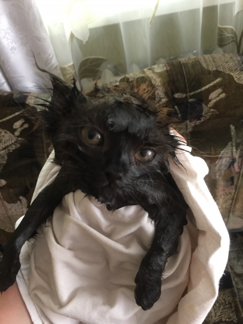 Злые коты дерутся