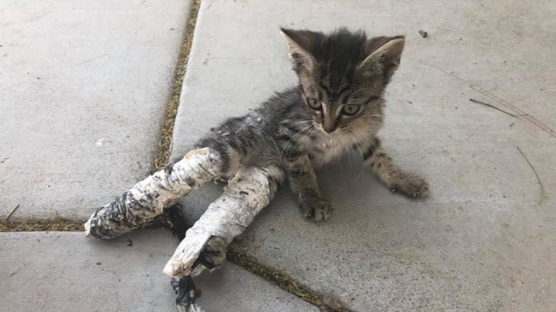 Кошка больная бешенством
