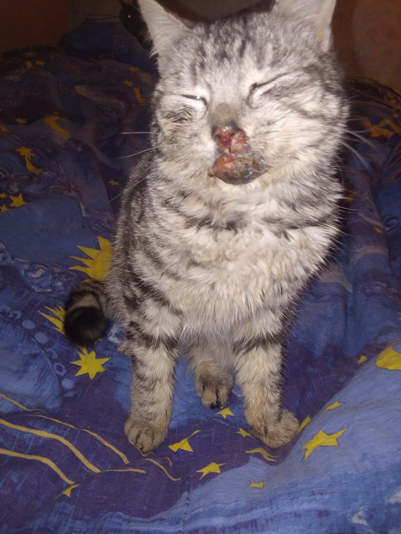 Злая черная кошка