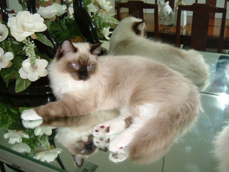 Вислоухий котенок Рэгдолл