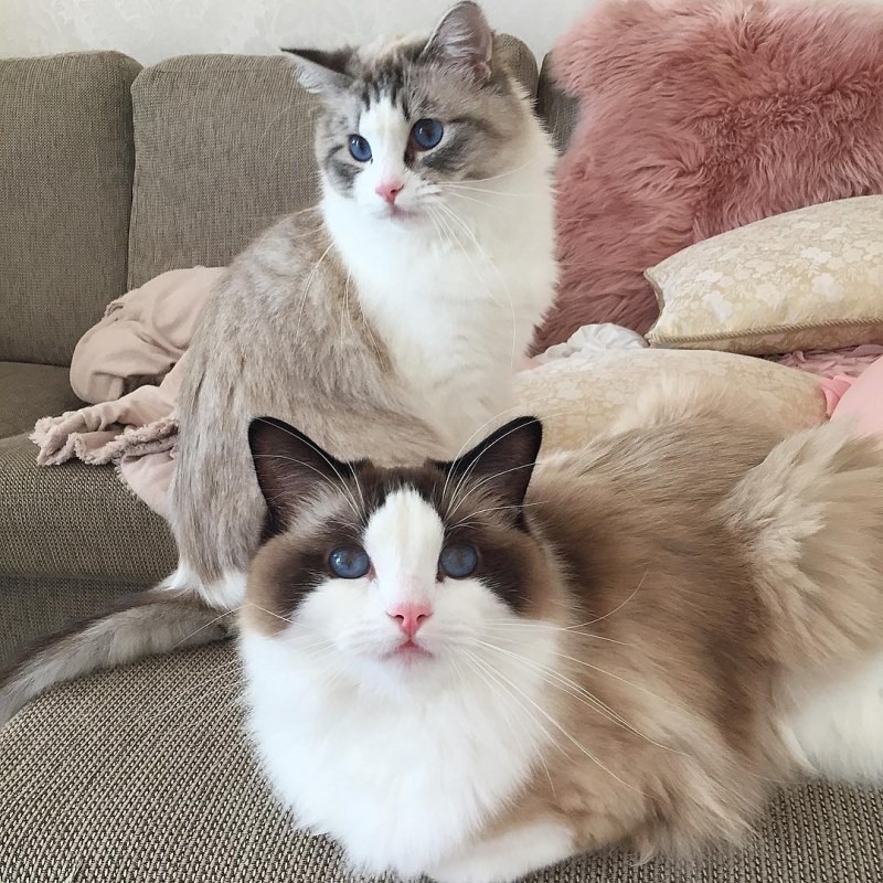 Рэгдолл кошка