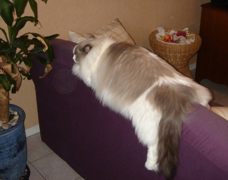 Рэгдолл кошка вес