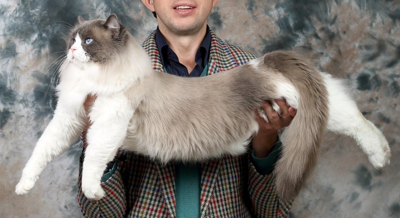 Рэгдолл большой кот