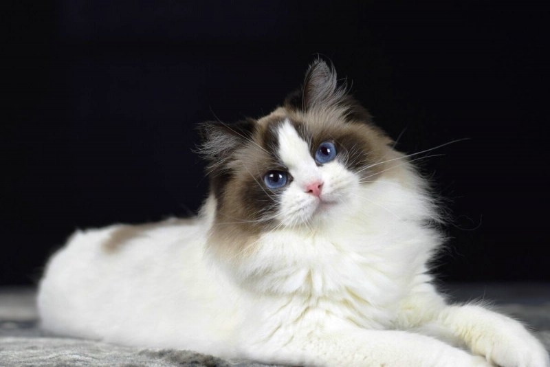 Коты Рэгдолл
