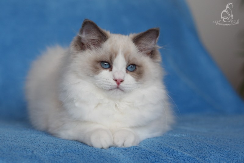 Коты породы Рэгдолл
