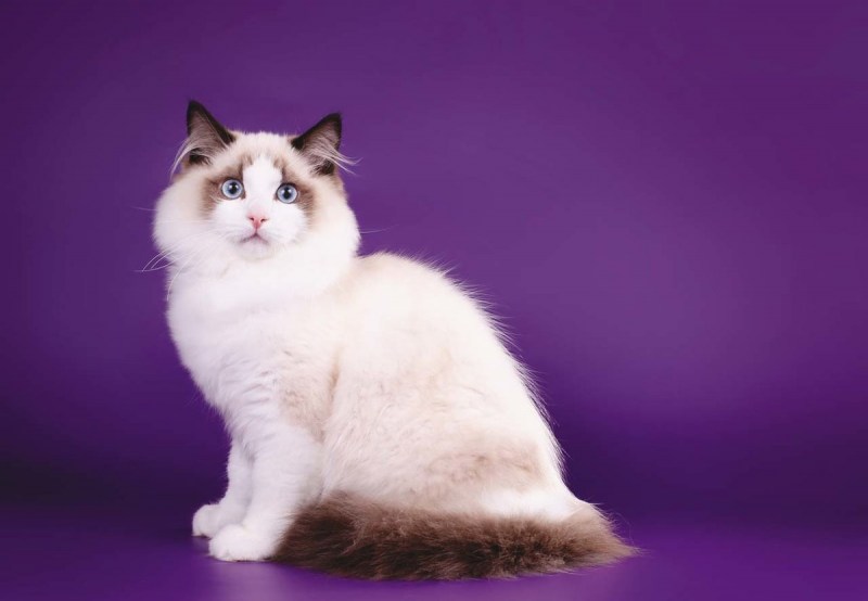 Коты Рэгдолл