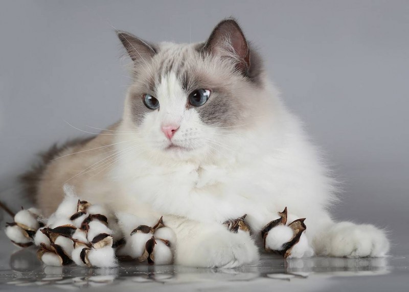 Рэгдолл котёнок маленький
