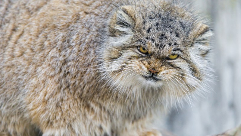 Лесной кот Манул