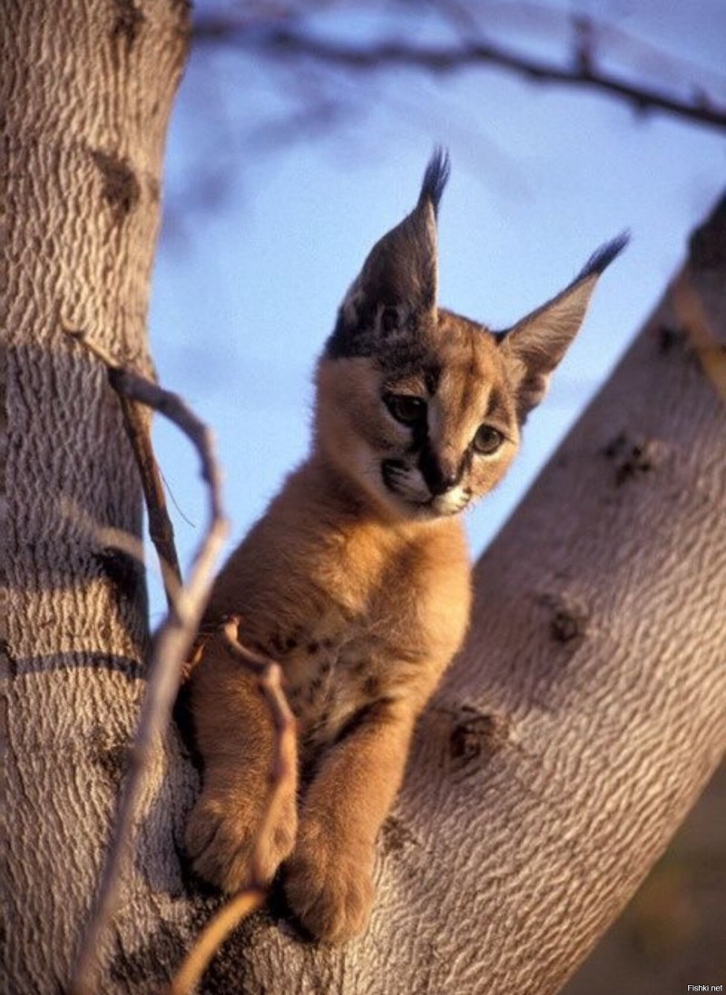 Кошка Рысь каракал