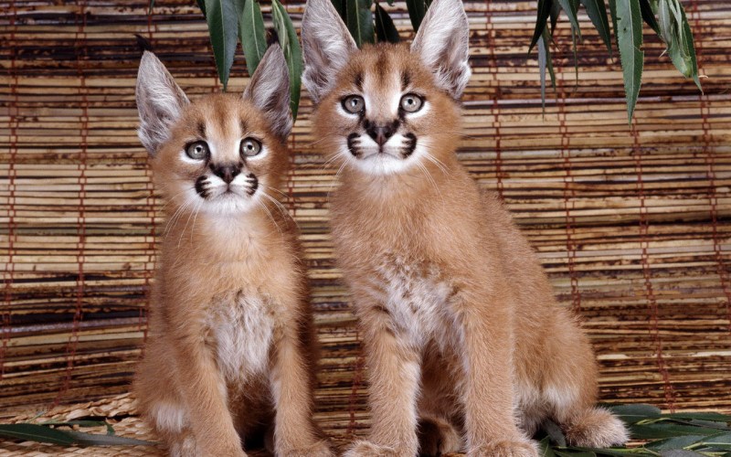 Каракал кошка