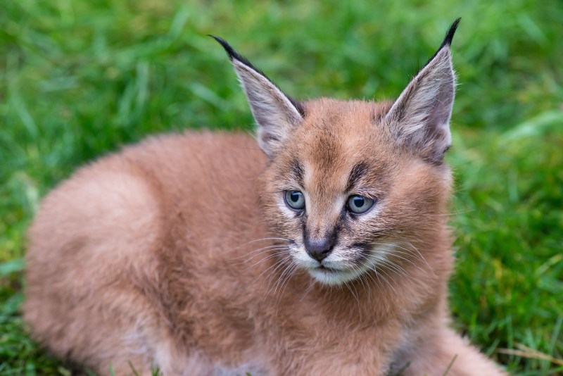 Каракат кошка
